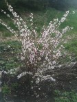 flowering shrub