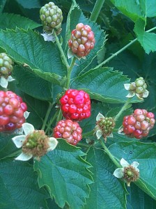 berries