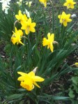 daff2