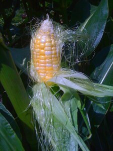 corn in Dr. Bashioum's garden