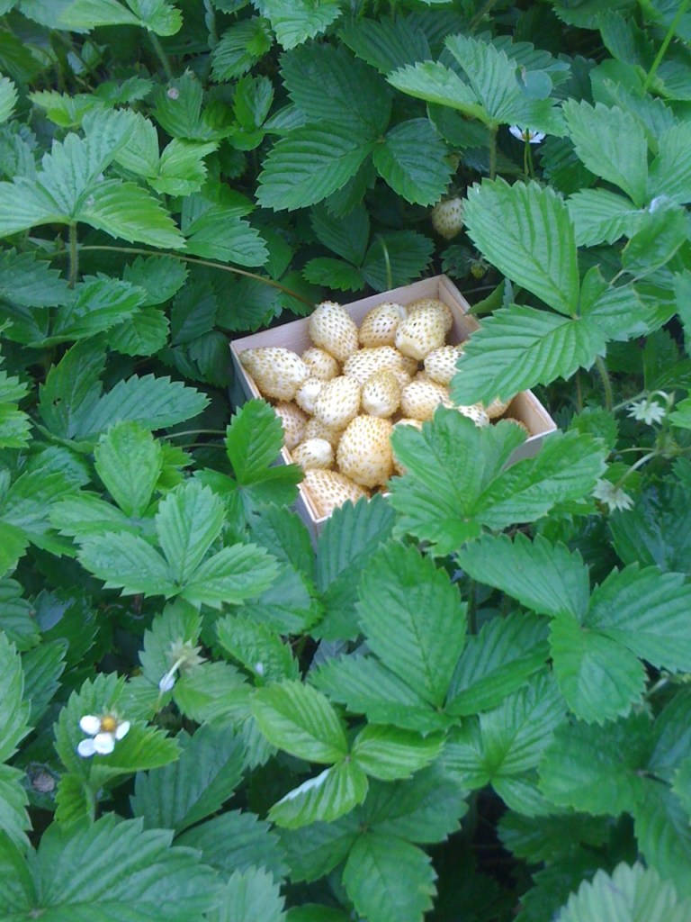Fraise de bois