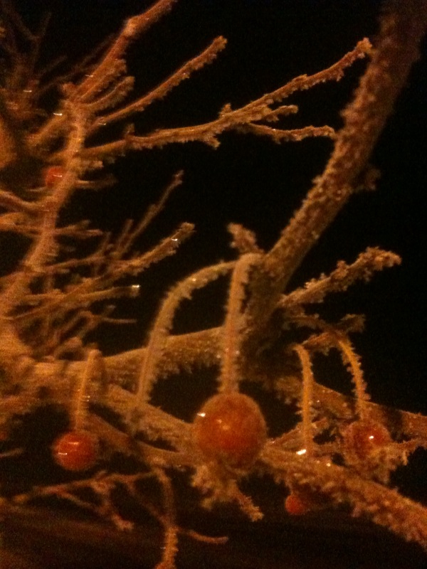 On my way to work, frost on crab apples before dawn.