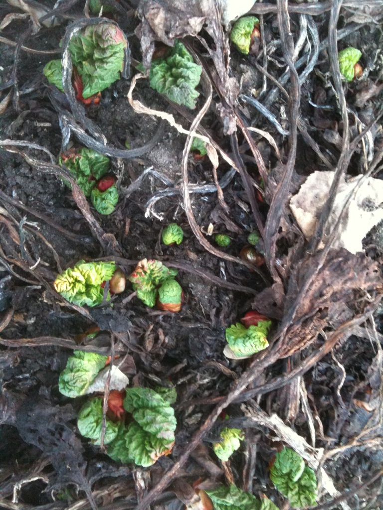 spring-rhubarb