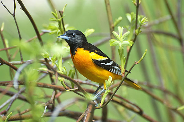 Baltimore_Oriole