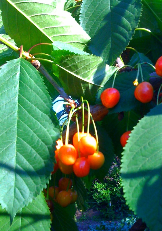 cherry tree