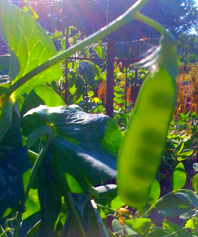 pea pod