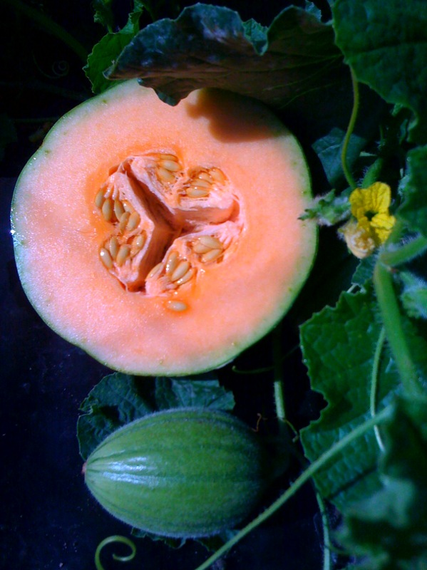 Composed Melon