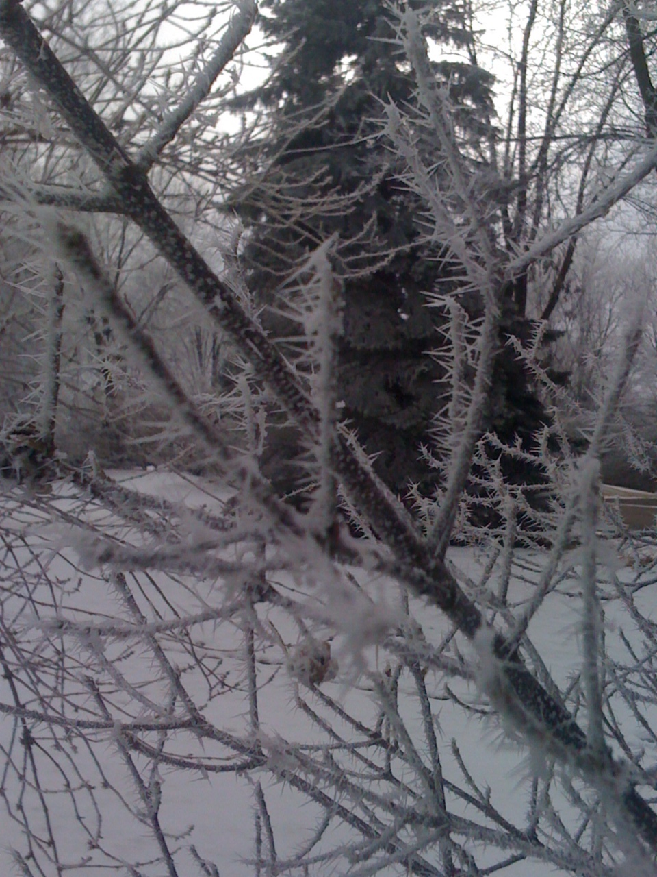 Hoar frost