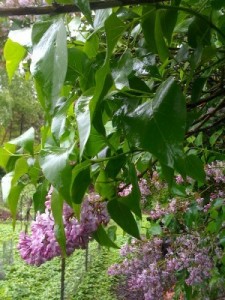 Dr. Bashioum's garden lilacs