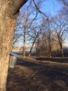 Wayzata Maple tree tapping