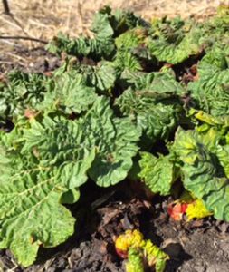 Dr. Bashioum's garden rhubarb