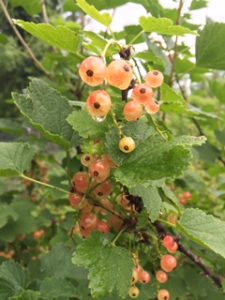 Dr. Bashioum's Pink Currants