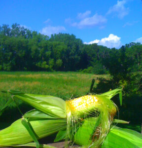 Dr Bashioum's garden corn